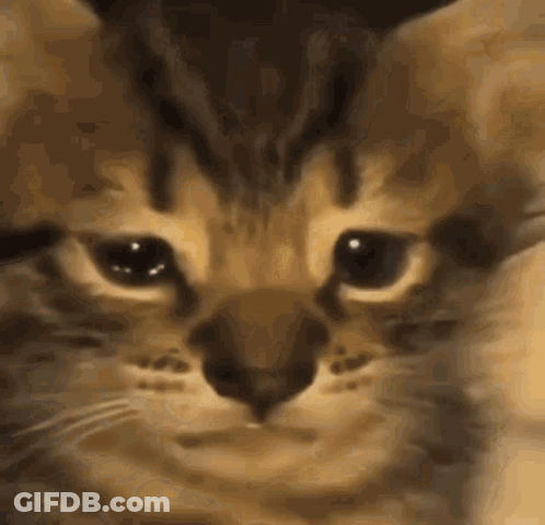 Close Up Cat Eyes Closed GIF