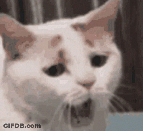 Close-Up Cat Face GIF