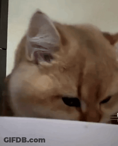 Close Up Cat Face And Ears GIF