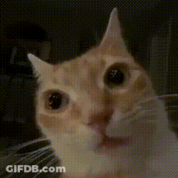 Close Up Cat Face Black Background GIF