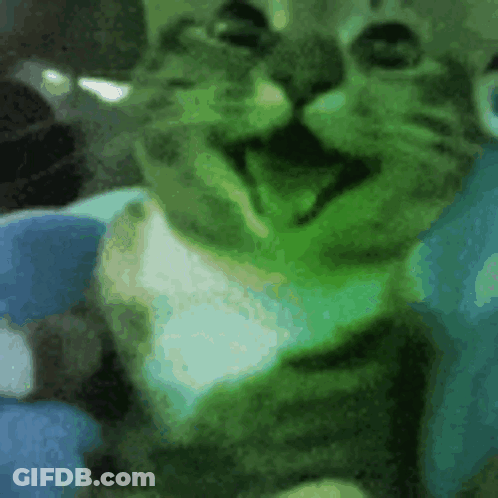 Close Up Cat Face Blue Background GIF