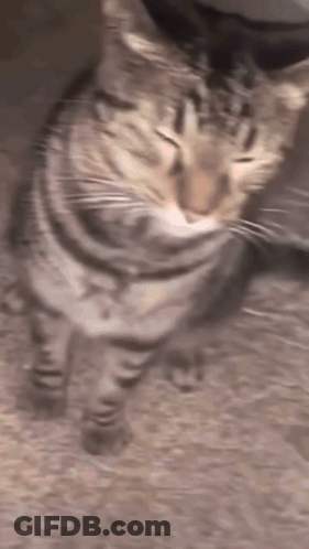 Close Up Cat Face Blurry Background GIF