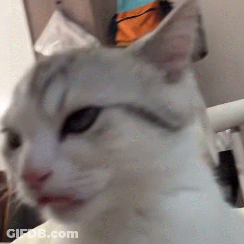Close Up Cat Face Blurry Background GIF
