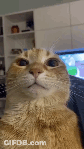 Close Up Cat Face GIF