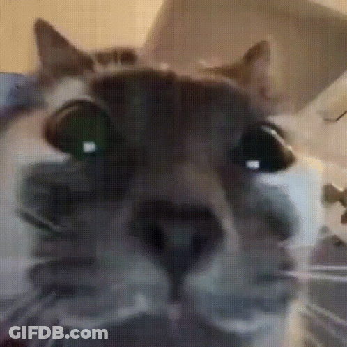 Close Up Cat Face GIF