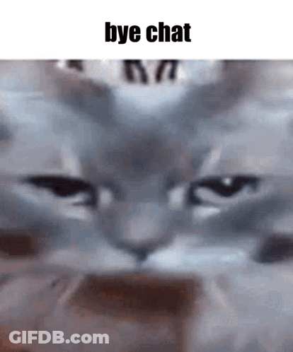 Close Up Cat Face Bye Chat GIF