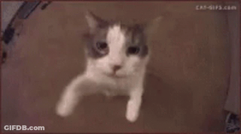 Close Up Cat Face Cat-Gifs.com GIF