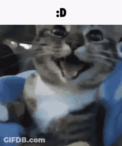 Close Up Cat Face D GIF