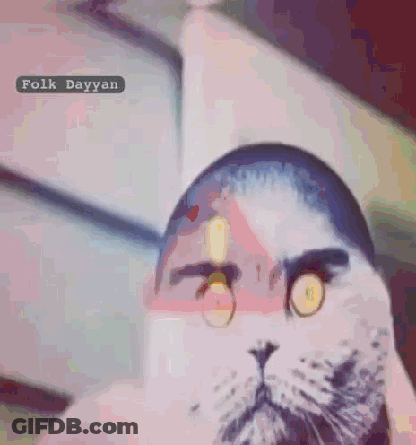 Close Up Cat Face Folk Dayyan GIF
