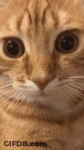 Close Up Cat Face GIF