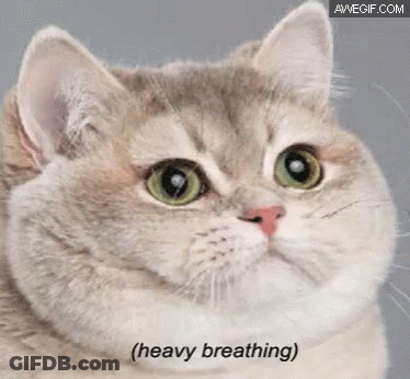 Close Up Cat Face Heavy Breathing GIF