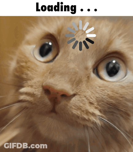 Close-Up Cat Face Loading Spinner GIF