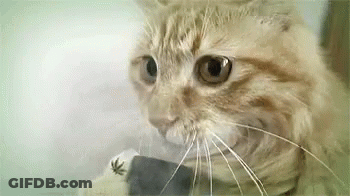 Close-Up Cat Face Looking GIF