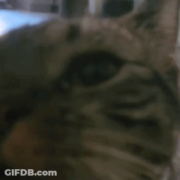 Close Up Cat Face Looking At Camera GIF