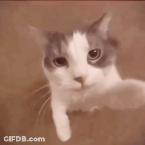 Close Up Cat Face Looking At Camera GIF