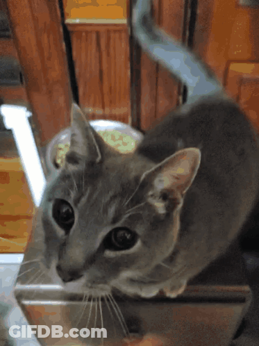 Close Up Cat Face Looking At Camera GIF