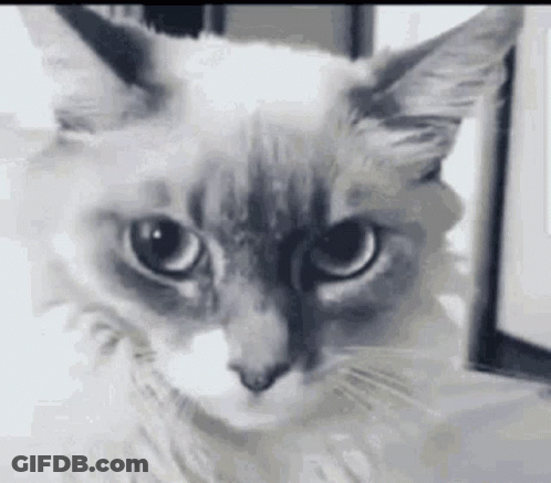 Close Up Cat Face Looking At Camera GIF