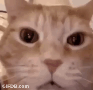 Close-Up Cat Face Lying On Bed GIF