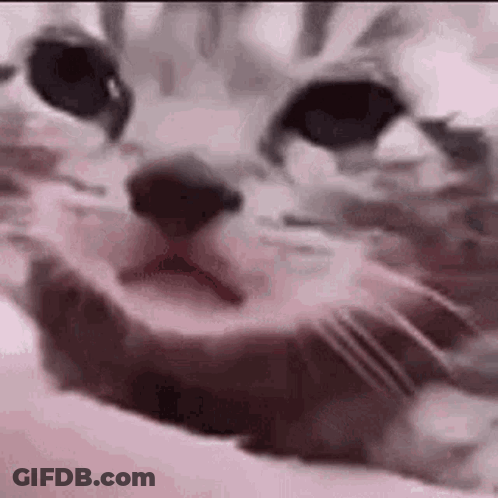 Close Up Cat Face On Bed GIF