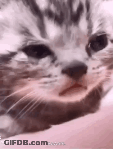Close-Up Cat Face On Hand GIF