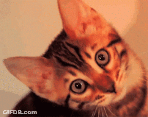 Close Up Cat Face GIF