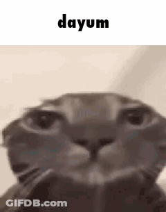 Close Up Cat Face Saying Dayum GIF