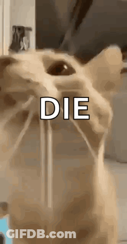 Close Up Cat Face Saying Die GIF