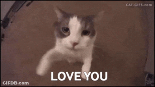 Close Up Cat Face Saying Love You GIF