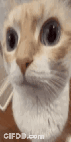 Close Up Cat Face With Big Eyes And Beard GIF
