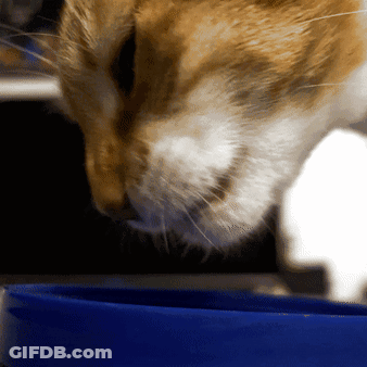 Close Up Cat Face With Blue Bowl GIF