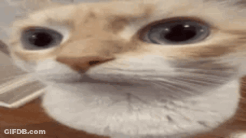 Close Up Cat Face With Blue Eyes GIF