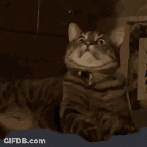 Close Up Cat Face With Collar Making Funny Face GIF