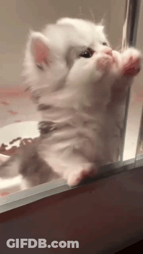 Close Up Cat Face With Comb GIF