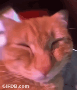 Close Up Cat Face With Eyes Closed GIF