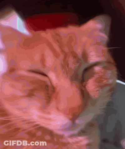 Close-Up Cat Face With Eyes Closed GIF