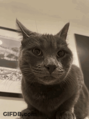 Close-Up Cat Face With Framed Picture GIF
