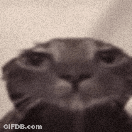 Close Up Cat Face With Grainy Background GIF