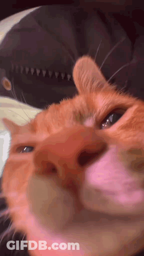 Close Up Cat Face With Hat GIF