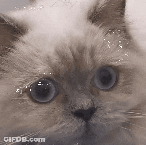 Close-Up Cat Face With Math Equation GIF
