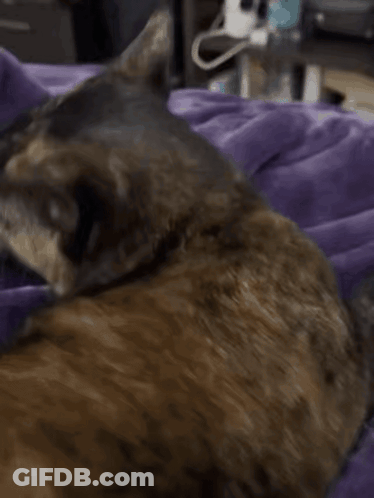 Close Up Cat Face With Purple Gloves GIF