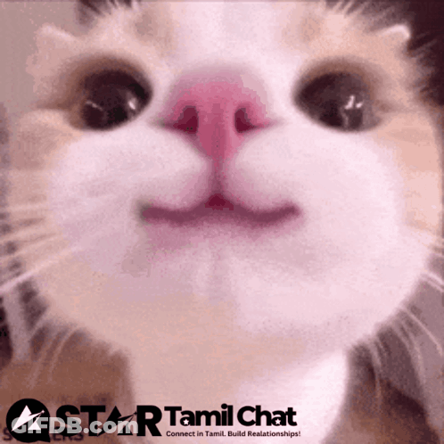 Close-Up Cat Face With Star Tamil Chat Logo GIF