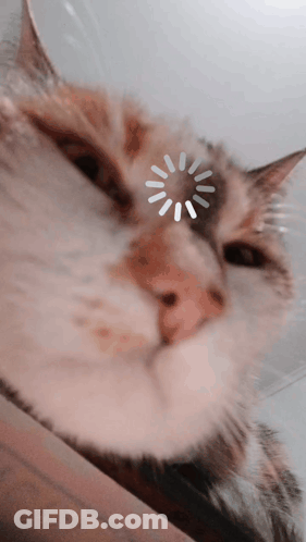 Close Up Cat Face With White Circle GIF
