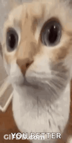 Close-Up Cat Face You Better GIF