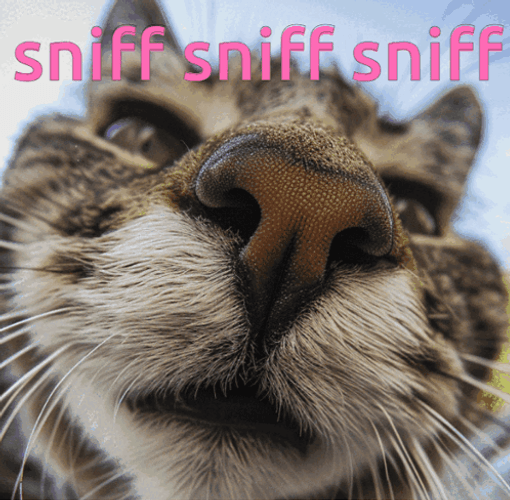 Close Up Cat Funny Sniffing Face GIF