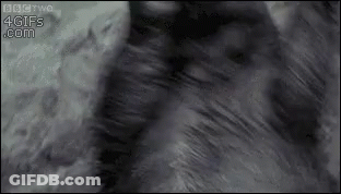 Close Up Cat Fur With 4Gifs.com GIF