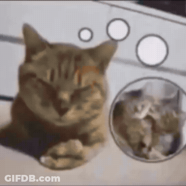 Close-Up Cat Laying Down With Circles GIF