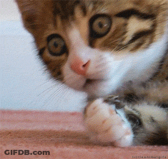 Close Up Cat Laying On Pink Blanket Littleanimalgirls GIF