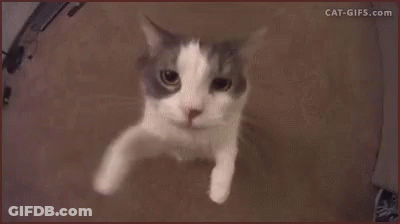 Close Up Cat Looking At Camera GIF