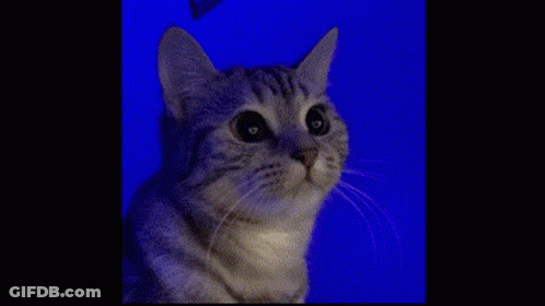 Close Up Cat Looking At Camera On Blue Background GIF