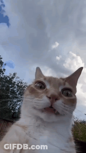 Close Up Cat Looking At Camera With Clouds GIF